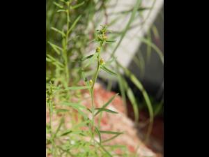 Linaire vulgaire (Linaria vulgaris)_7