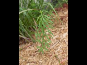 Linaire vulgaire (Linaria vulgaris)_11