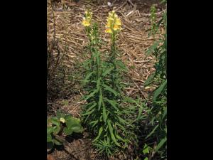 Linaire vulgaire (Linaria vulgaris)_15