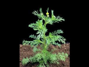 Matricaire odorante (Matricaria discoidea)_5