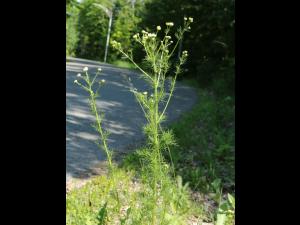 Matricaire inodore (Tripleurospermum inodorum)_12