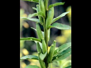 Onagre bisannuelle (Oenothera biennis)_6