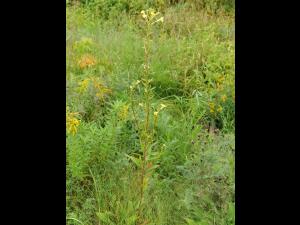 Onagre bisannuelle (Oenothera biennis)_17