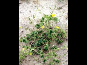 Oxalide Europe (Oxalis stricta)_4