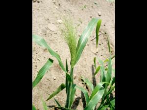 Panic capillaire (Panicum capillare)_5