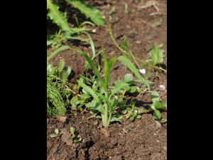 Panic capillaire (Panicum capillare)_14