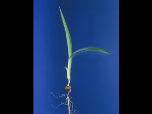 Panic millet (Panicum miliaceum)_5