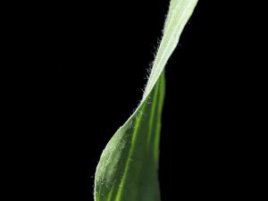 Plantain lancéolé (Plantago lanceolata)_6