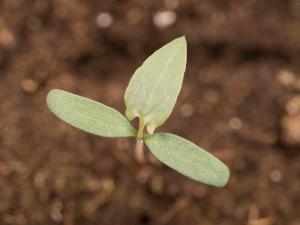 Renouée liseron (Fallopia convolvulus)_10