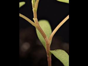 Renouée liseron (Fallopia convolvulus)_14