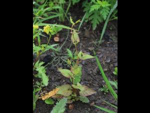 Renouée liseron (Fallopia convolvulus)_15