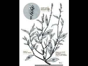 Renouée persicaire (Persicaria maculosa)_9