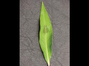 Renouée persicaire (Persicaria maculosa)_11