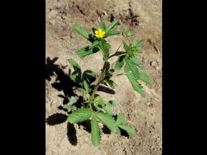 Potentille Norvège (Potentilla norvegica)_4