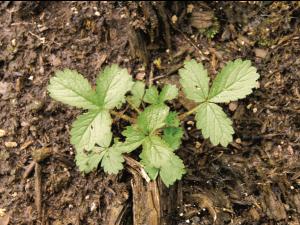 Potentille Norvège (Potentilla norvegica)_9