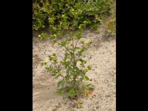 Potentille Norvège (Potentilla norvegica)_13