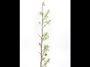 Pomme - glyphosate (9)_8