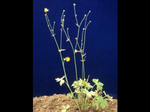 Renoncule âcre (Ranunculus acris)_2