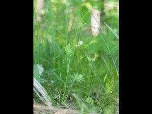 Renoncule âcre (Ranunculus acris)_5