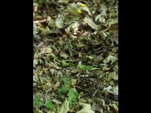 Renoncule âcre (Ranunculus acris)_12