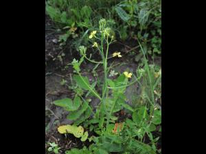 Radis sauvage (Raphanus raphanistrum)_16