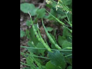 Radis sauvage (Raphanus raphanistrum)_19