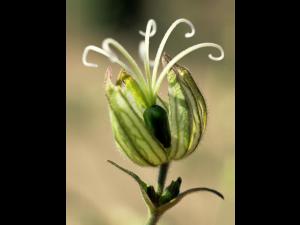 Lychnide blanche (Silene latifolia)_6