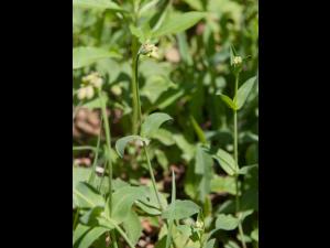 Silene enflé (Silene vulgaris)_11