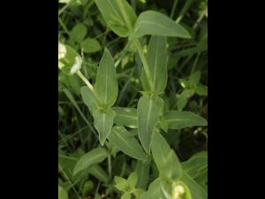Silene enflé (Silene vulgaris)_18