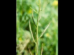 Moutarde champs (Sinapis arvensis)_6