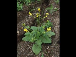 Moutarde champs (Sinapis arvensis)_15