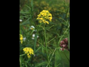 Moutarde champs (Sinapis arvensis)_16