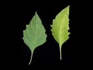 Morelle noire Est (Solanum ptychanthum)_10