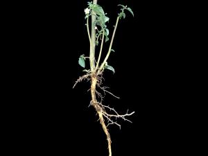 Morelle noire Est (Solanum ptychanthum)_12