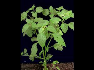 Morelle noire Est (Solanum ptychanthum)_1