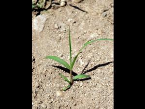 Panic automne (Panicum dichotomiflorum)_3