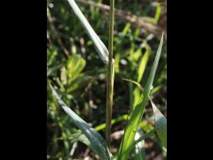 Panic automne (Panicum dichotomiflorum)_10