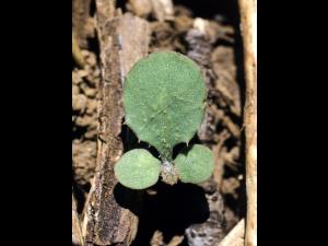 Laiteron rude (Sonchus asper)_1