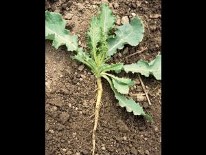 Laiteron rude (Sonchus asper)_4