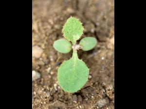 Laiteron potager (Sonchus oleraceus)_1