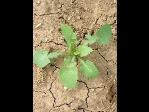 Laiteron potager (Sonchus oleraceus)_3