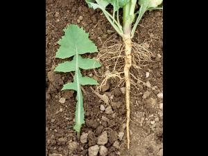 Laiteron potager (Sonchus oleraceus)_4