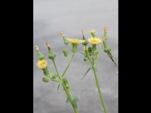 Laiteron potager (Sonchus oleraceus)_8