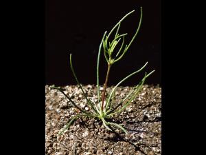 Spargoute des champs(Spergula arvensis)_3