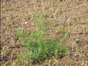 Spargoute des champs(Spergula arvensis)_7