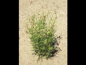 Spargoute des champs(Spergula arvensis)_8