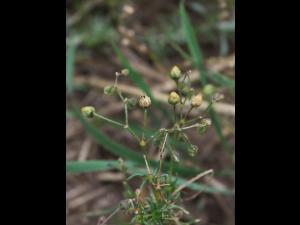 Spargoute des champs(Spergula arvensis)_24