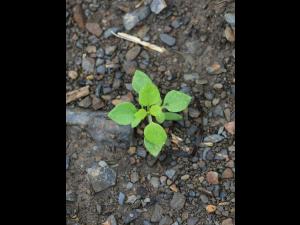 Stellaire moyenne(Stellaria media)_8