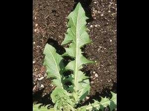 Pissenlit (Taraxacum officinale)_15