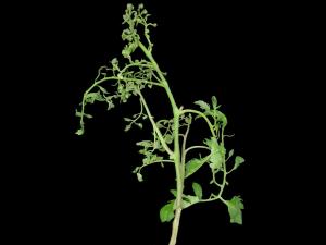 Tomate - clopyralide (4)_1